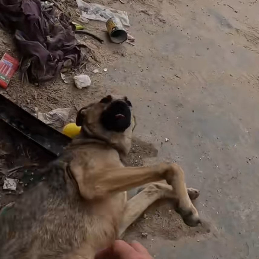 rescued dog from Gaza by Israeli soldlier